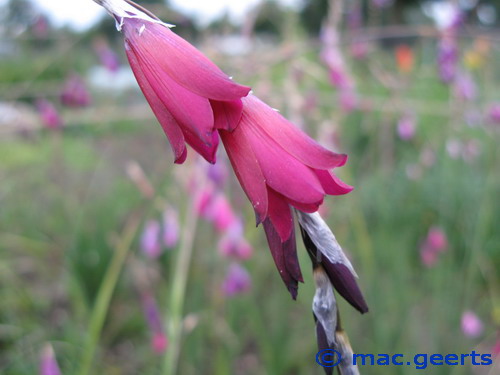 Dierama Blackbird